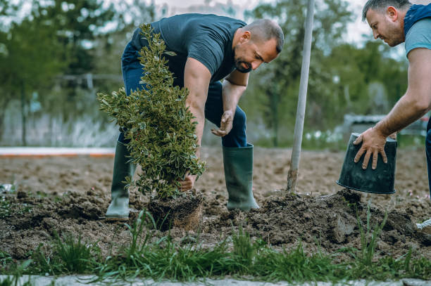 Best Leaf Removal  in Citrus Park, AZ